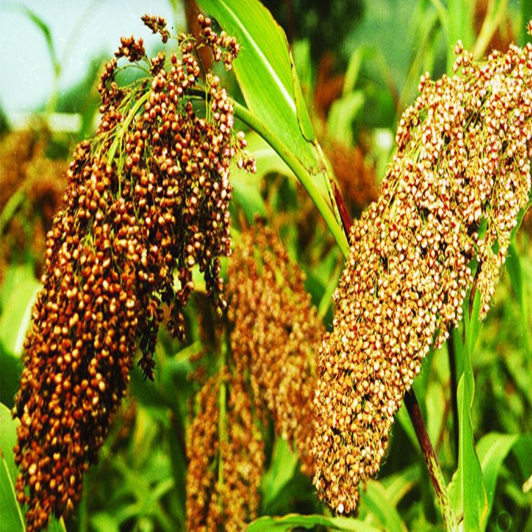 红高粱种子黄土甜白高梁种子酿酒用饲用牧草做粥可食用包邮