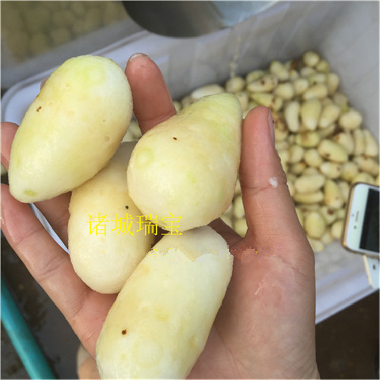 毛棍清洗机芋头1