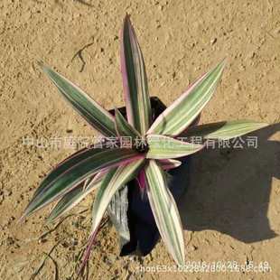 ����ֱ�N ��߅���m �{�� �ձ��{�� ���~С�ϱ��f���� �G�����r