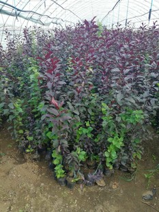 �|���_ԭ�ͺ����~���� �I�B���� Ҏ���Rȫ �r�񃞻� �������l