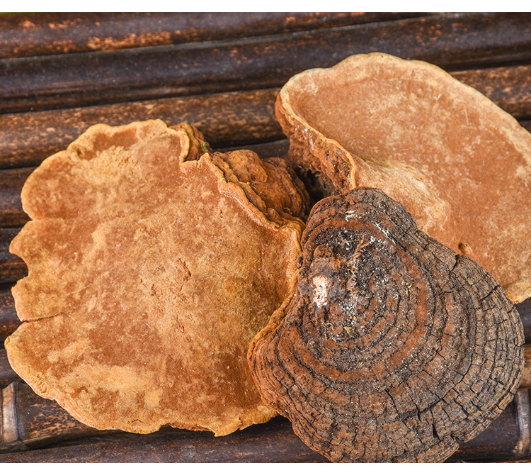 Sang Huang (Sanghuangporus sanghuang) — Wild Northeast Mulberry Yellow Fungus, Food-Herb Mushroom for Cooking specifications