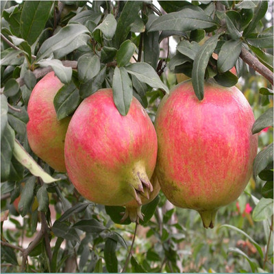 Wholesale fruit tree seedlings Tunisia Soft pomegranate seeds Sapling Sweet pomegranate seedling high quality Breed Pomegranate Seedlings