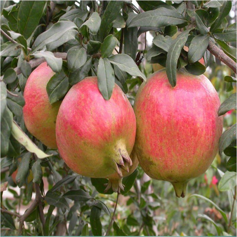 Wholesale fruit tree seedlings Tunisia Soft pomegranate seeds Sapling Sweet pomegranate seedling high quality Breed Pomegranate Seedlings