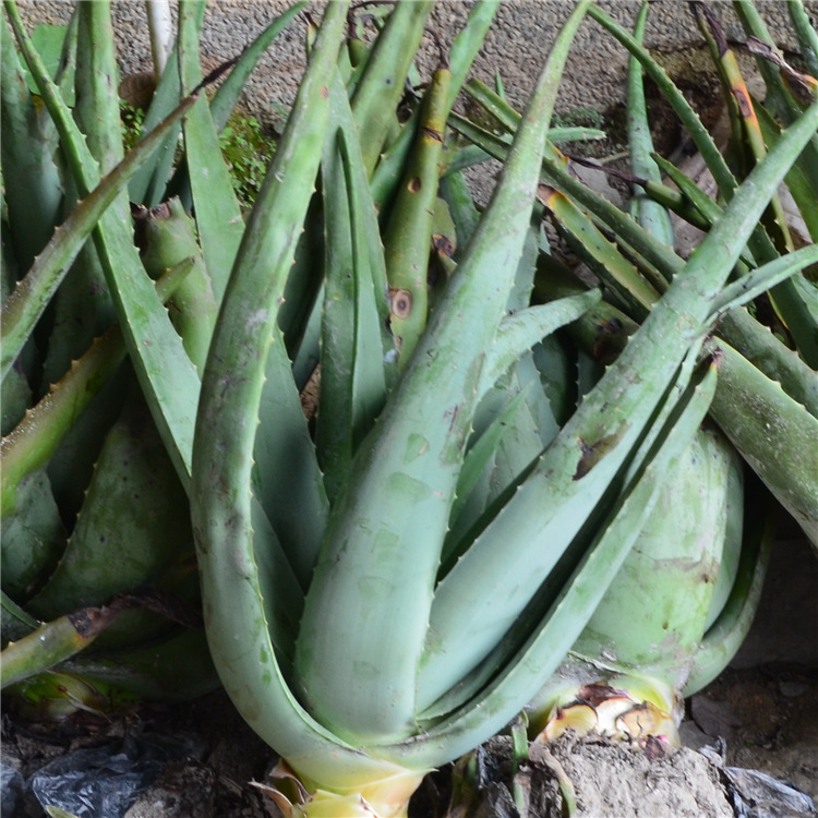 美国库拉索芦荟植物 美容食用芦荟