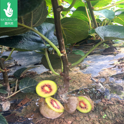 苍溪红心猕猴桃苗 四川嫁接红心猕猴桃苗 金红猕猴桃苗水果树苗|ru