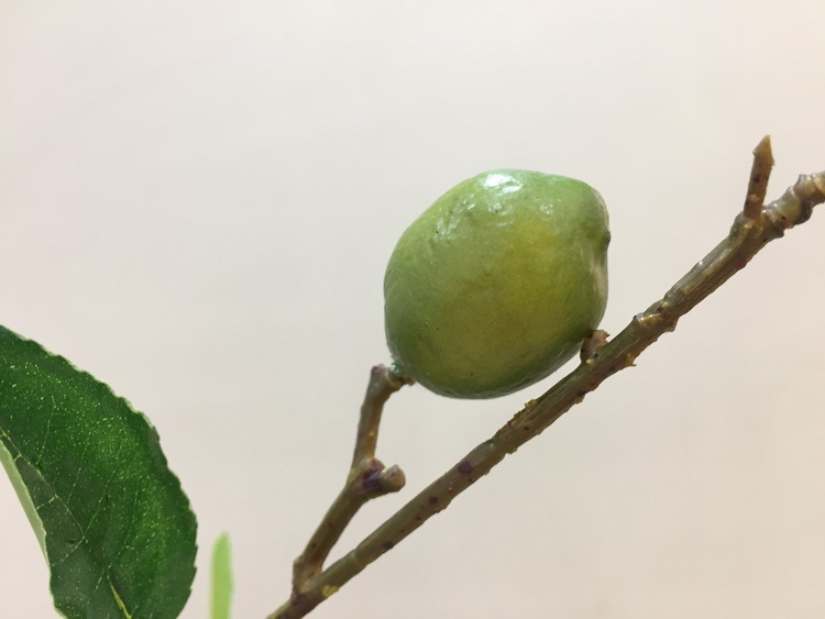 3-4绿色柠檬果.JPG