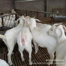 陝西有養白山羊的嗎 白山羊在漢中能不能適應 白山羊羊羔價格包送