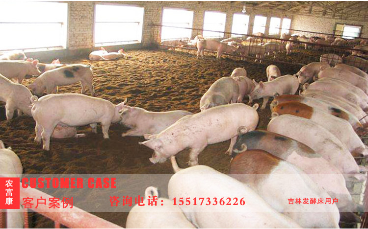 发酵床养猪效果图