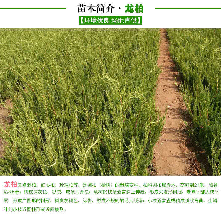 龙柏苗_03.jpg