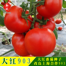 威爾種子批發合作903大紅番茄種子矮秧自封頂有限生長西紅柿種 5g