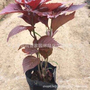 ����ֱ�N �t�� �tɣ �tɺ�� ���~ɺ�� ���� С�� �S�^ �l�� �G��