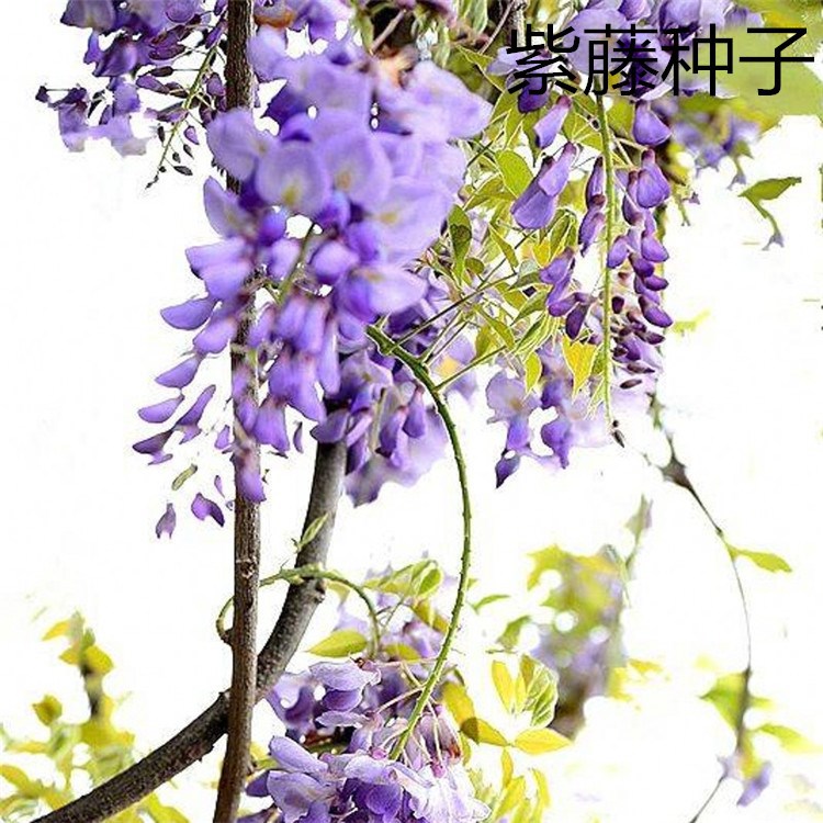 散装新采紫藤种子 日本紫藤树爬墙多花植物籽 紫藤花种子批发