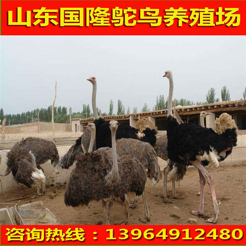 鸵鸟价格，鸵鸟报价，鸵鸟行情，鸵鸟价格走势