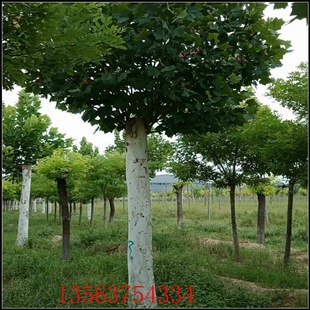 供应工程绿化用行道树法桐悬铃木胸径15公分法桐山东鲁西南直供-阿里巴巴