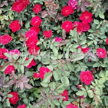 ·߅�ļ����ܻ����¼��󻨹��@���^�¼��������������l