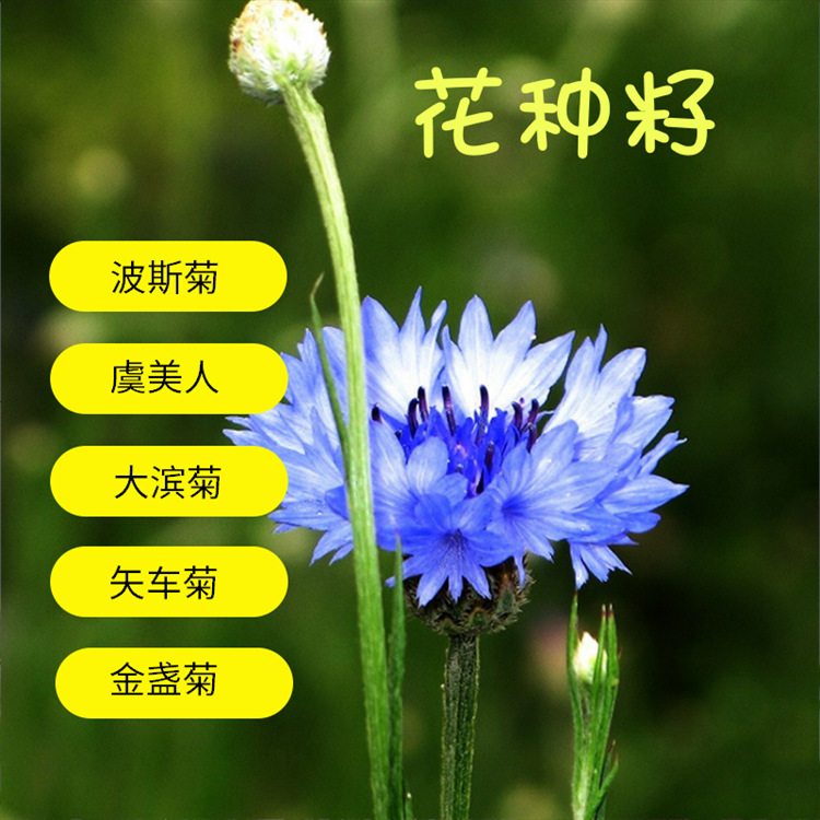 Seed Flower Seeds Cosmos Zinnia Sulfur Hua Ju Cornflower Poppy Marigold wholesale Daisy seeds