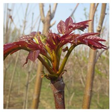 ɽ�|�����t���㴻��r�� 2025�����㴻������r�� һ���㴻�����