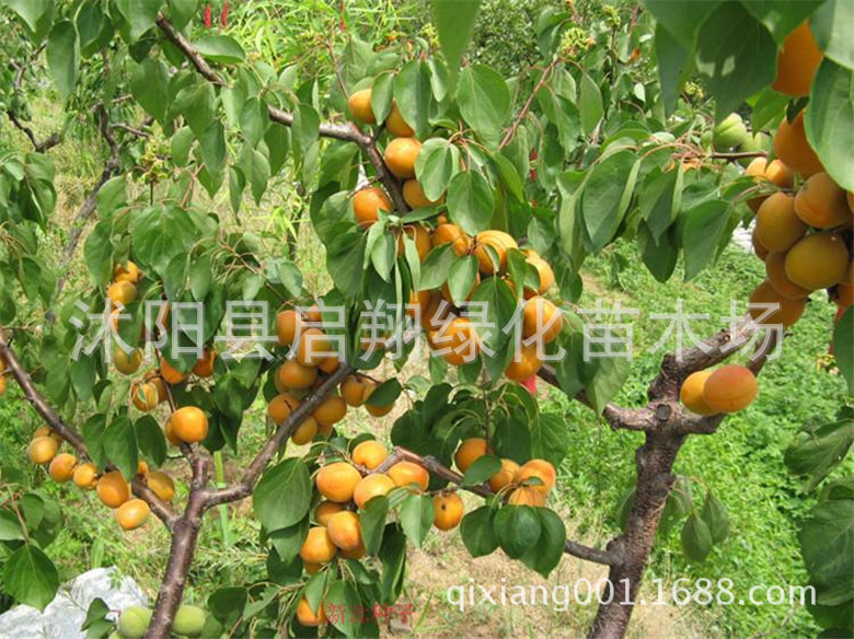 散装新采杏子种子杏梅种子 杏子树种子 杏核新种子 山杏种子-阿里巴巴