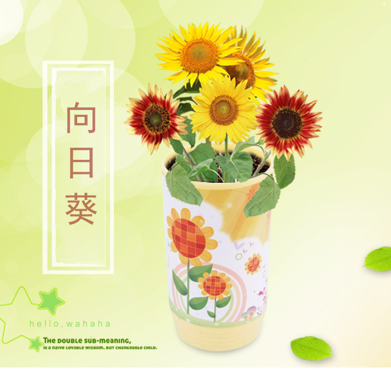 logo定制 易拉罐植物diy礼物种植创意迷你办公室桌面罐头花小盆栽