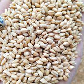 现货供应小麦 五谷杂粮白麦子新麦子  农家饲料小麦粒 带皮小麦