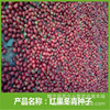 Wholesale new French winter seeds, green seeds, red fruit, winter green seeds are large