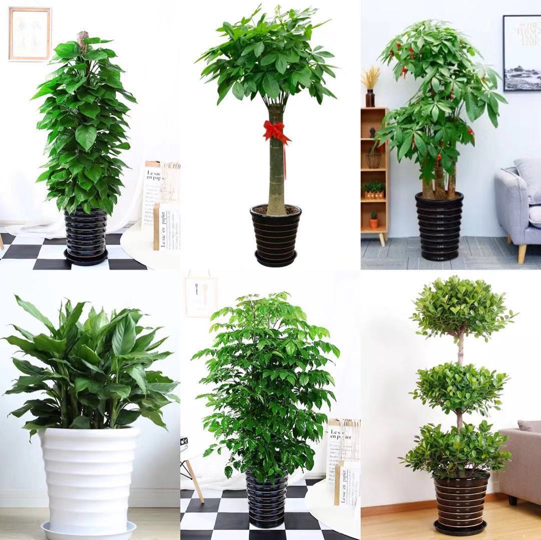 花卉绿植批发