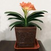 Clivia Lan Miao Miao Lan Pot Potted Room Green Plant Potted Flower Flower Flower Orchid Charming Flower Miao Miao