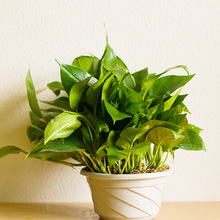 绿萝 室内花卉盆栽植物 绿植小盆栽花卉花木 绿罗 180#