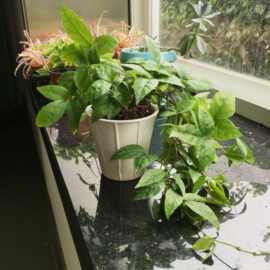 三叶青种苗价格 最新三叶青种苗价格 批发报价 价格大全 阿里巴巴