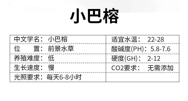 小巴榕详情页 (2).jpg