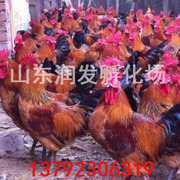目前红玉鸡苗的价格芦花鸡苗出售吉林