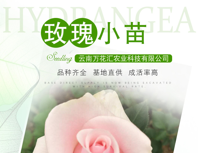 花样品2_01