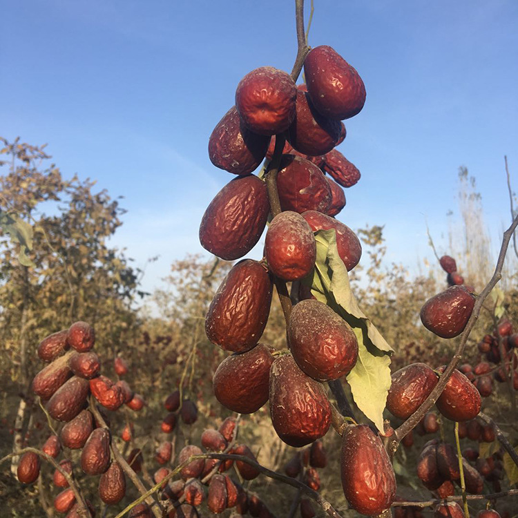 5元畅享半斤和田大枣 加购送壕礼 下戳详情更惊喜 精选二级四星|ms