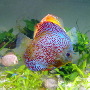 �߲������~���lҰ�������~�����{��ɏ�������w�ӱ��c�ϻ����{��ʯ