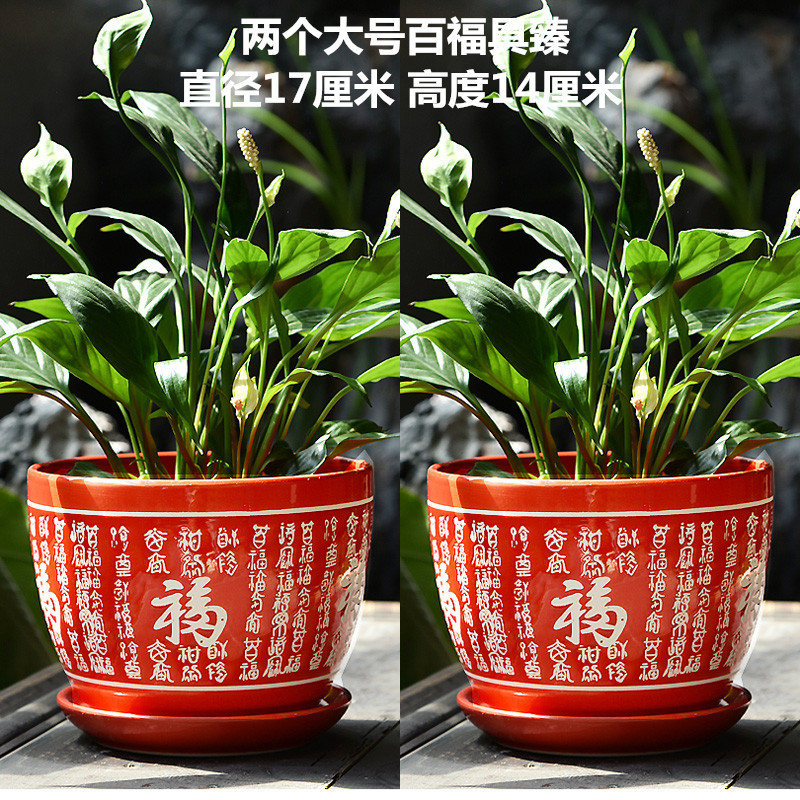 129 红1_副本.jpg