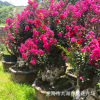 Zhejiang 100 -day Red American Red Rockets Lagerstroemia Pile wholesale Lagerstroemia Pile Scenic Lagerstroemia Pile Pile Lagerstroemia Bonsai