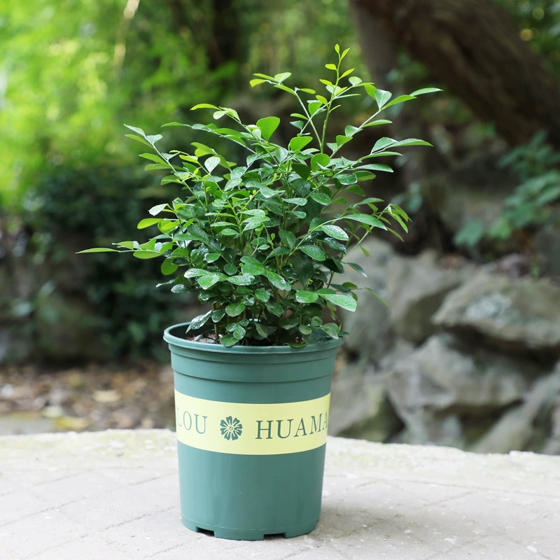 Оптовая продажа Murra горшечные растения комнатные репелленты от комаров хорошо поднятые цветы цветут постоянно Гостиная цветы горшечные растения