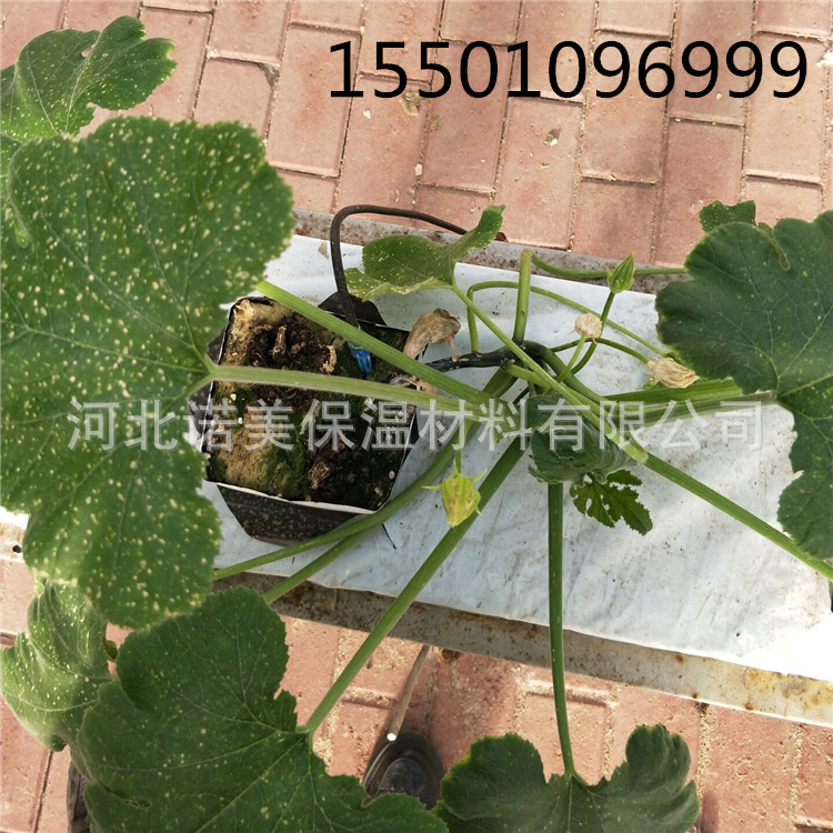 农用岩棉种植黄瓜
