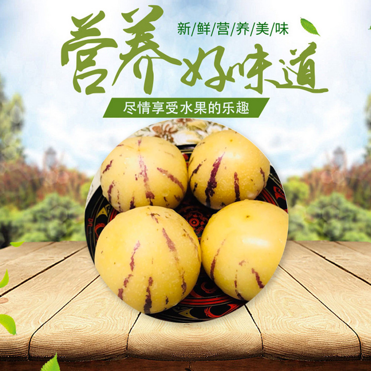 Yunnan Stone forest Ginseng Volcanic rock planting Orchard Straight hair A generation of fat Off the shelf