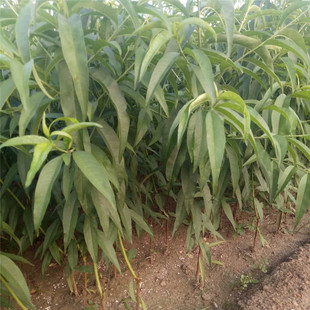 ������ӳ˪�t����������ѩ���ҿ��������������Ҙ���