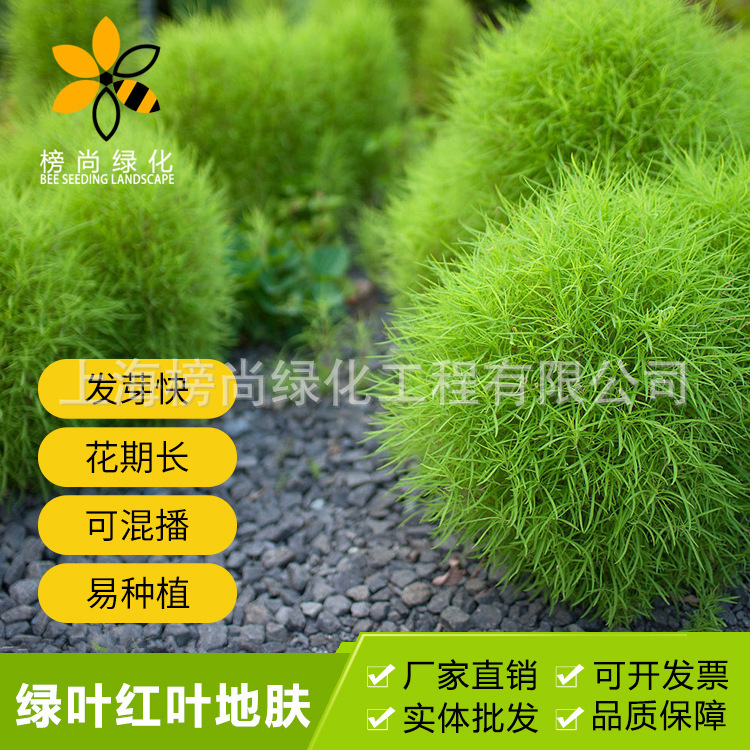 孔雀松草图片,孔雀松图片,孔雀图片(第10页)_大山谷图库