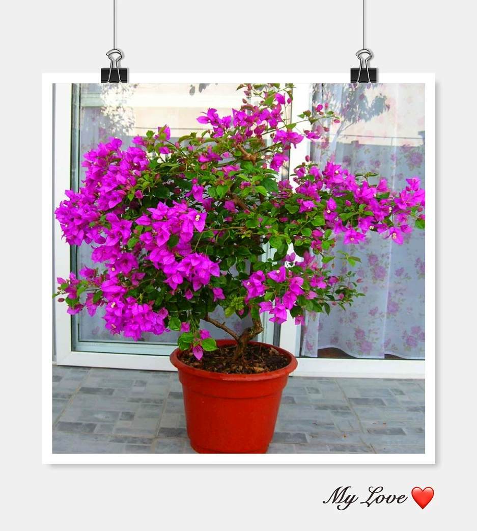 В наличии Светлый цветок листьев Бугенвиллия Красный цветок Фиолетовый цветок Цветок бонсай