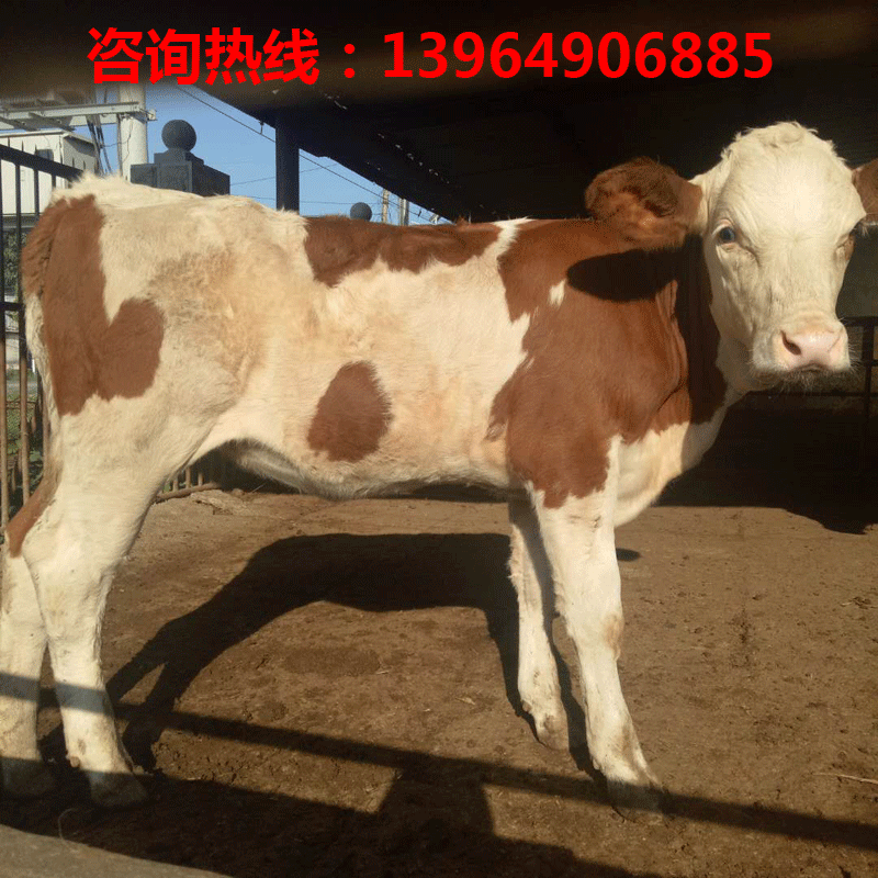 小牛犊价格\小牛犊市场价格\小牛犊多少钱一只\小牛犊养殖