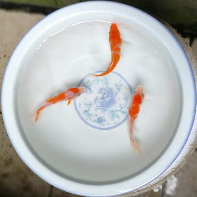 冷水淡水观赏锦鲤鱼活体批发 假山水池风水红白三色绯写火黑锦鲤|ru