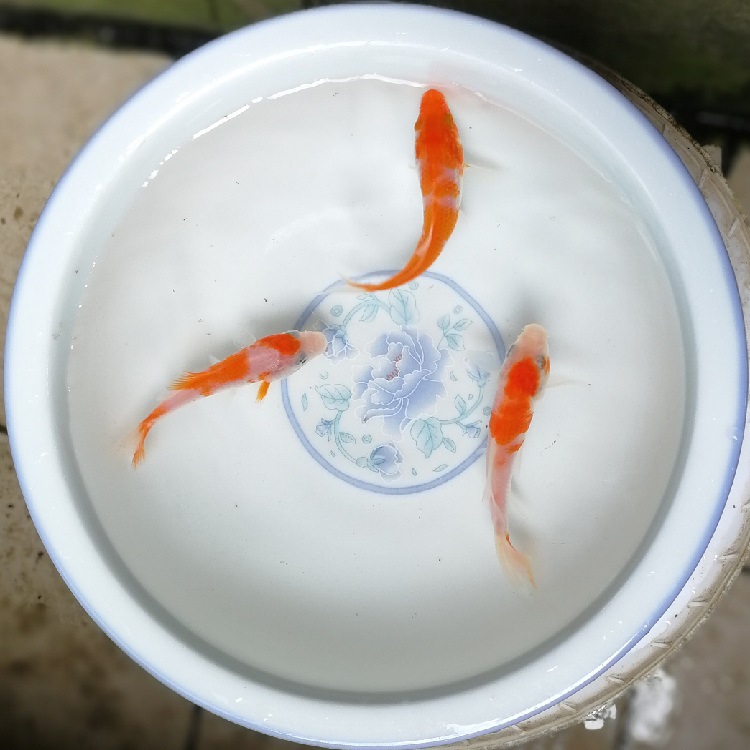 冷水淡水观赏锦鲤鱼活体批发 假山水池风水红白三色绯写火黑锦鲤|ru