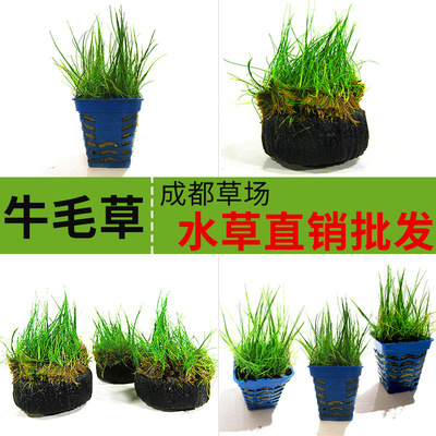批发鱼缸造景水草牛毛迷你牛毛前景草坪阴性水草淡水懒人四季植物 阿里巴巴
