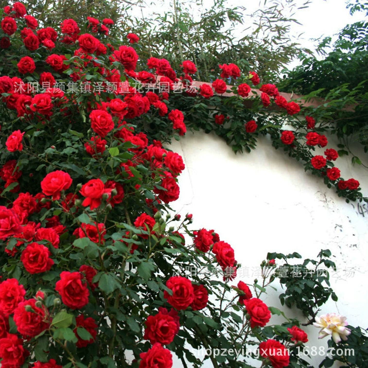 Оптовая Виноградная лоза Роза вьющаяся лоза ароматная Роза рассада многоцветковая вьющаяся лоза четыре сезона цикла цветения садовых растений