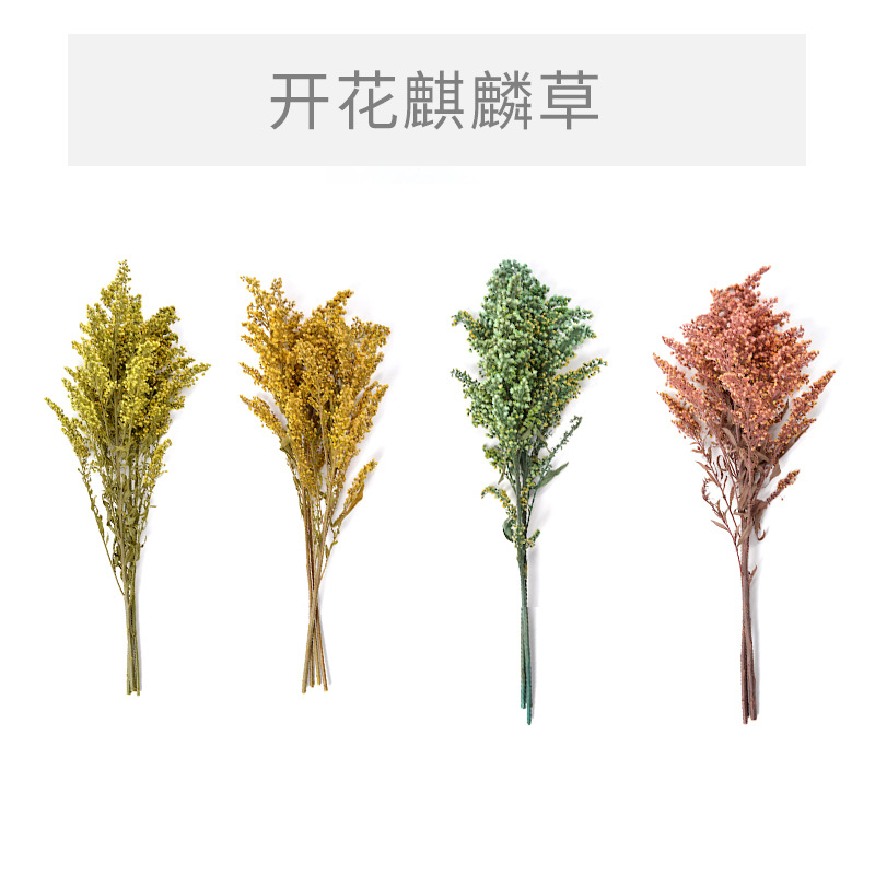 永生花哥伦比亚进品干花开花麒麟草FL471|ru