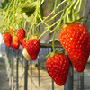 Cream strawberry four seasons for growing plants indoor