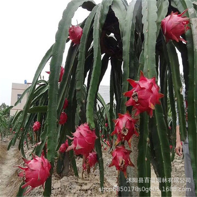 Taiwan bright red Softhearted Golden capital one Red Dragon fruit seedlings Red pitaya Sapling wholesale Seedlings